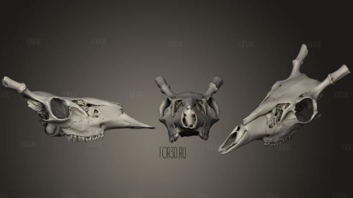 Partial Deer Skull 3d stl модель для ЧПУ
